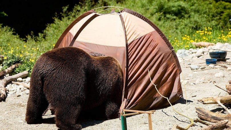 bear in the tent