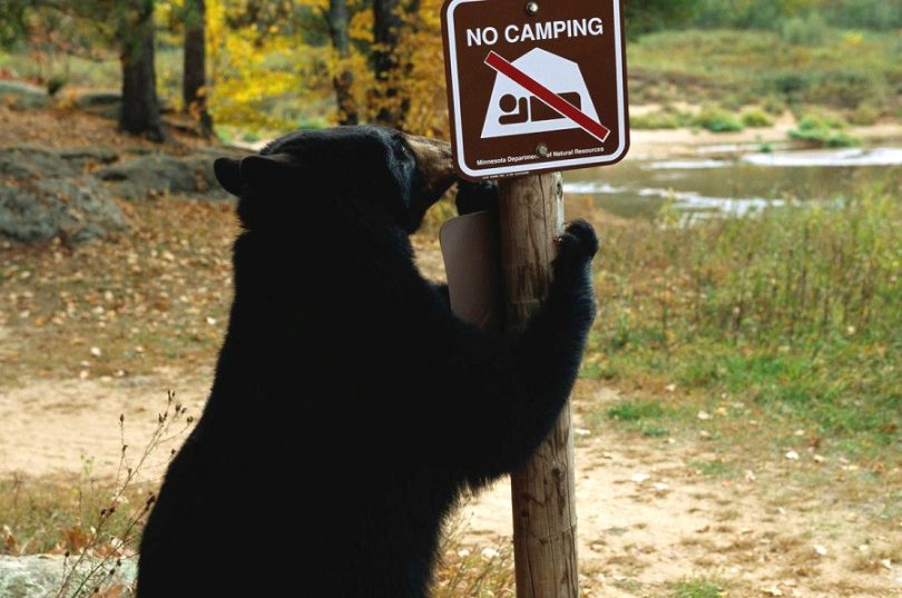 Bear and camping safety