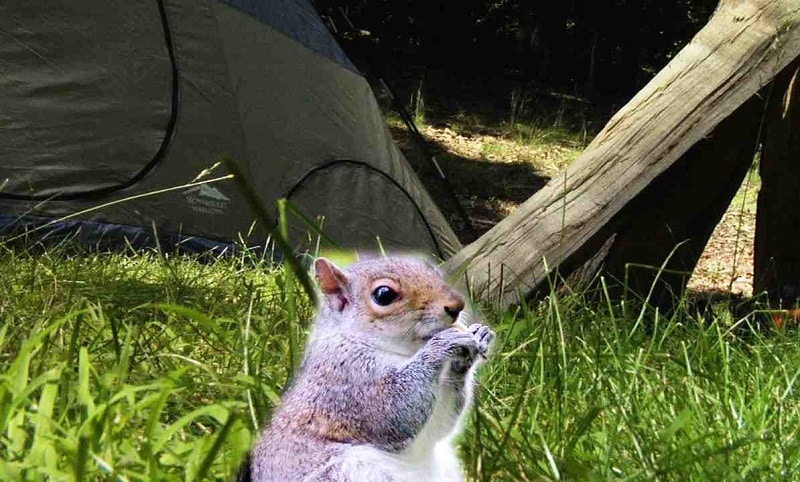 critter protection on camping