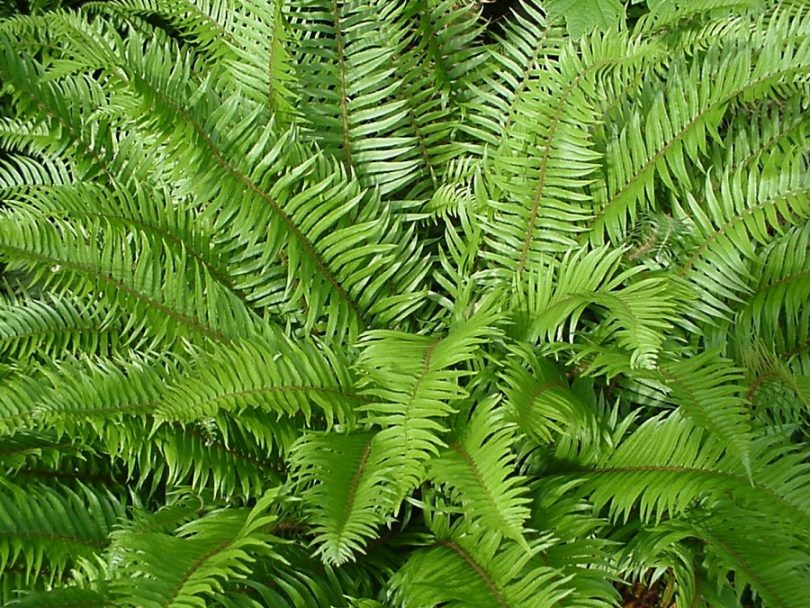 lady ferns plant