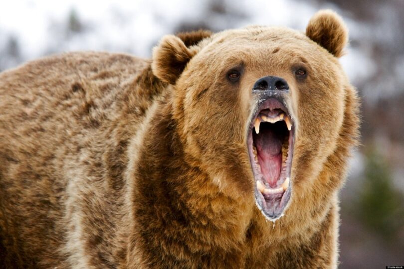 Avoid a bear attack