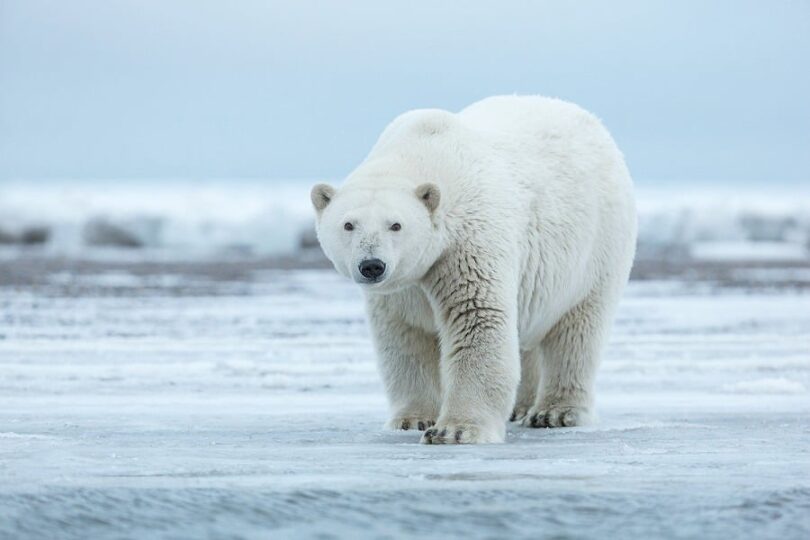 The polar bear
