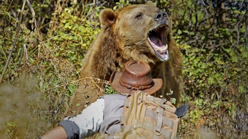 What to Do in A Bear Attack