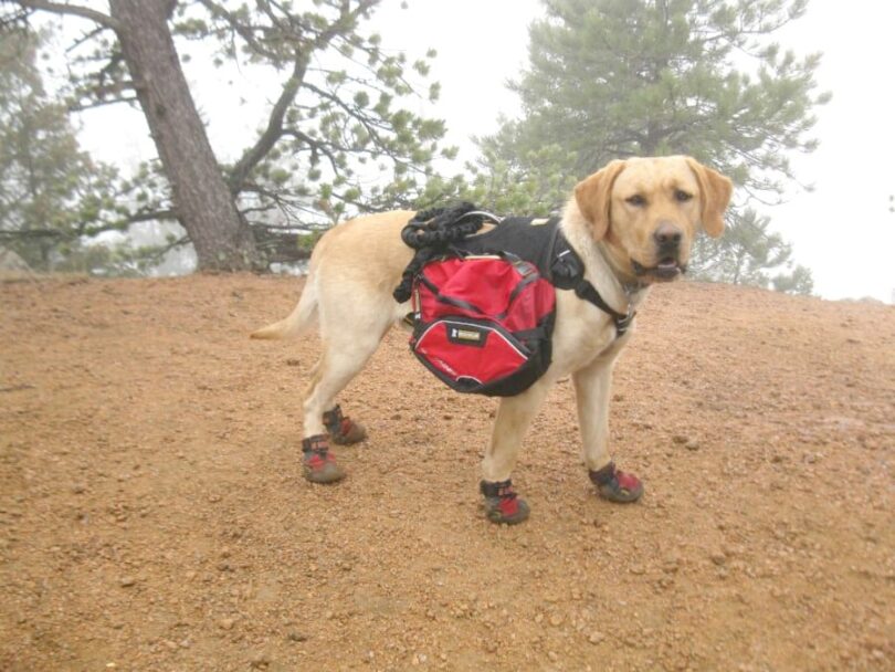 Best Dog Hiking Boots Buying Guide, Top Picks, Reviews, Expert's Advice