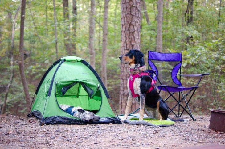 Every camping dog needs a sleeping bag and a house