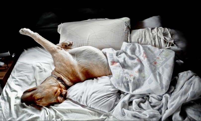 a photo of a dog sleeping on a man's BED and.. what a pose