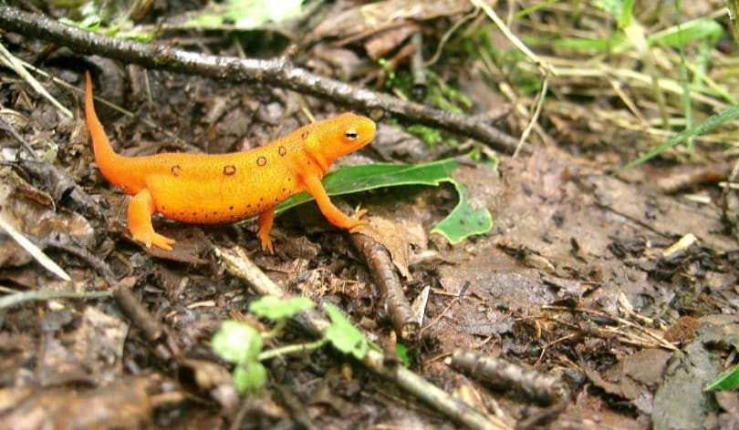 A picture of a salamander on the Appalachian Trail
