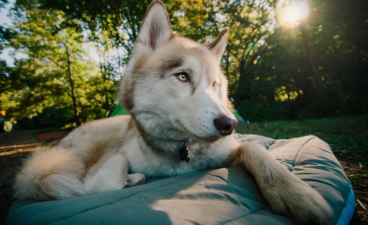 picture of a dog relaxing in a chuckit travel dog bed