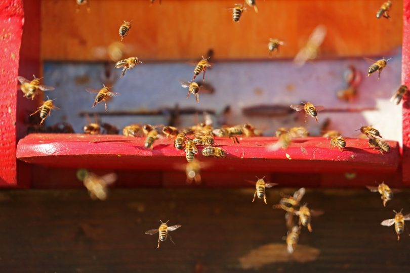 picture of bees flying around