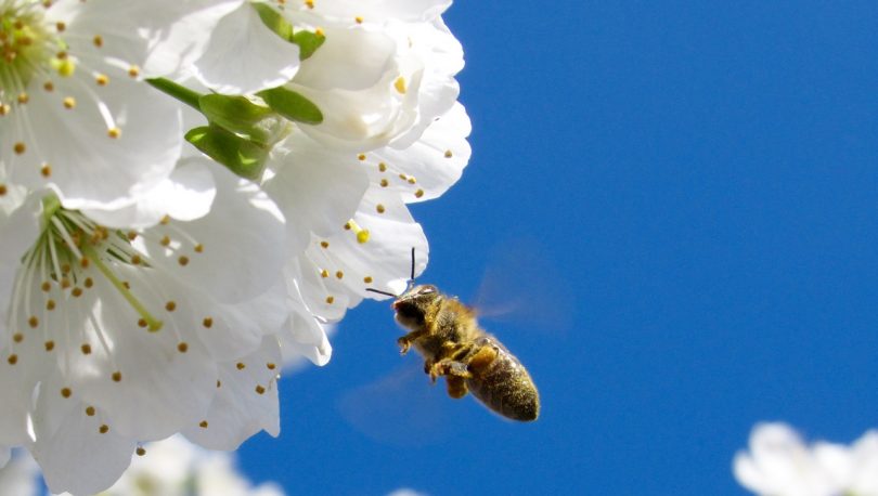 Brown Honey Bee Hovering Under White Petaled Flower during Daytime
