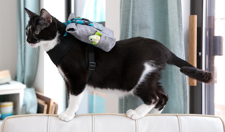 A Cat with a Backpack