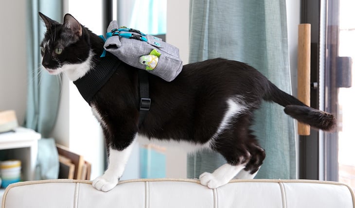 cat in a rucksack