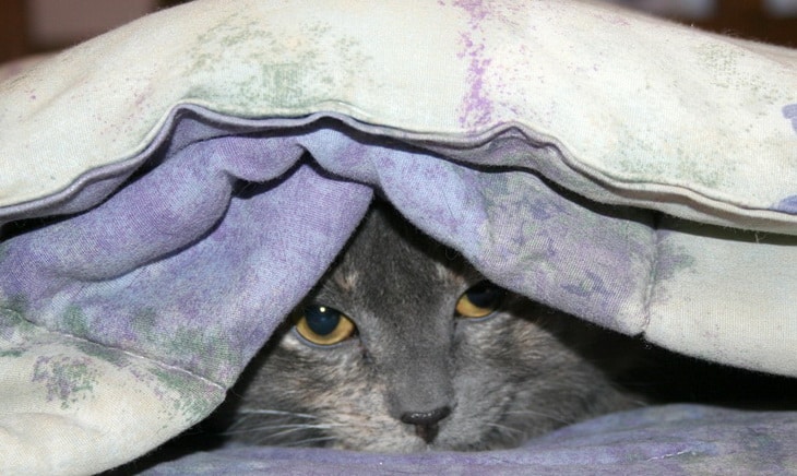 A cat in a blanket