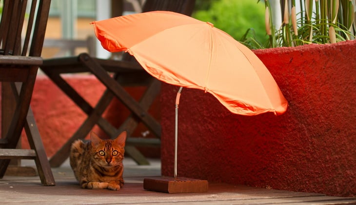 Cat with Beach Umbrella