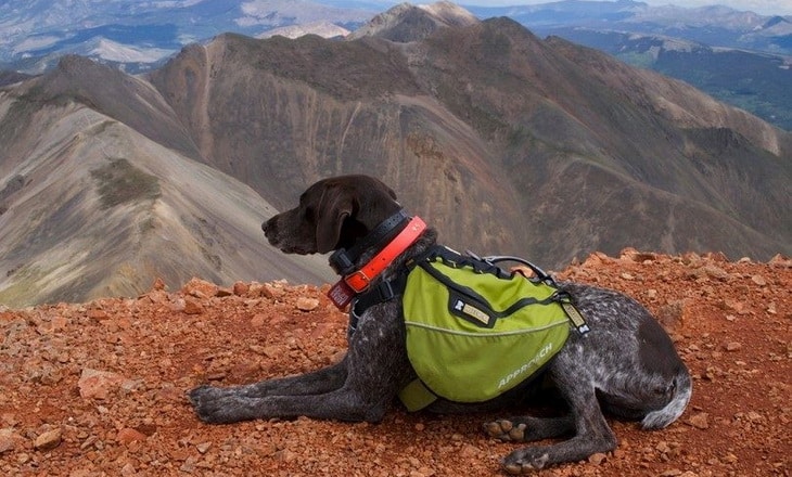Dog for hiking with a pack