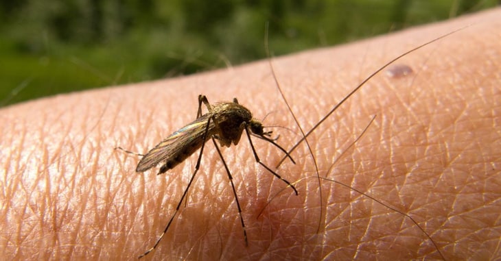 Mosquito on a person's skin