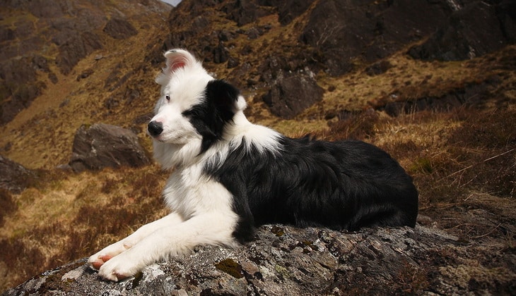 Photo of a Border Collie resting
