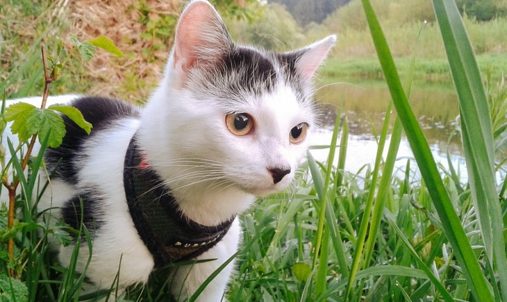 A cat with a leash in the nature