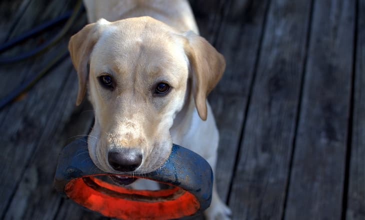 Labrador Retriever dog want to play