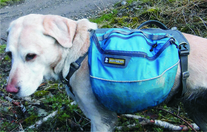 dog-with-hiking-bag