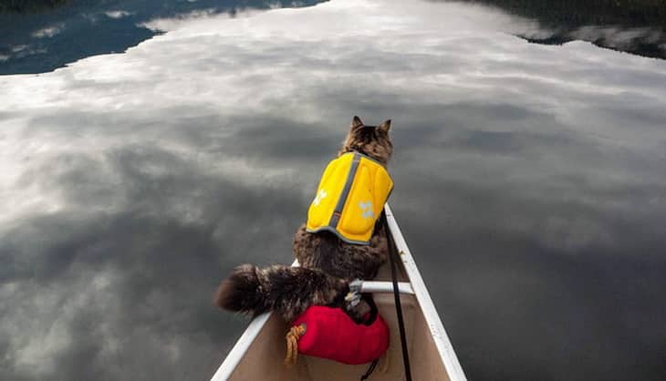 A cat on a boat