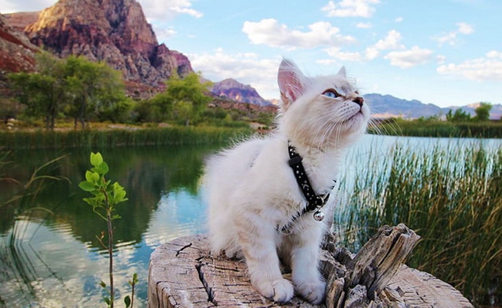A cat with a leash sitting on a tree