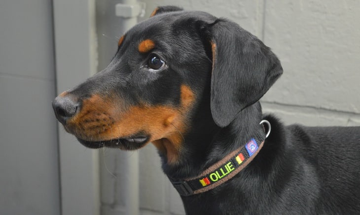 doberman-pinscher dog named Ollie