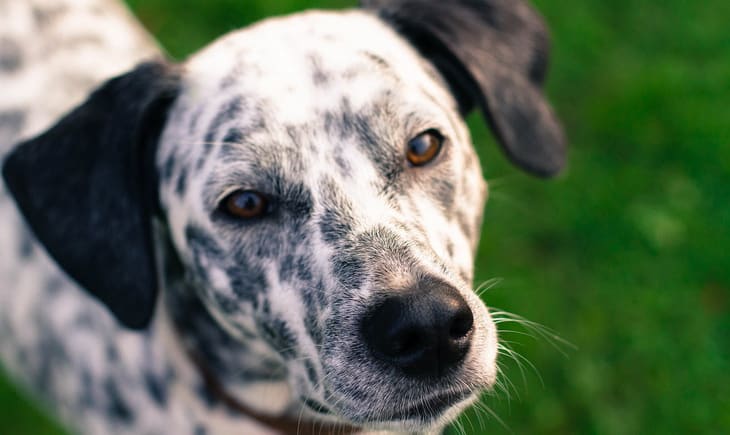 Close-up picture of a Dalmatian dog 