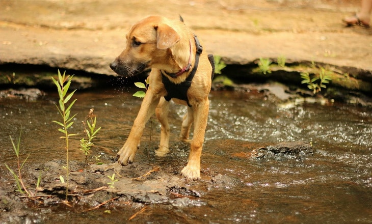 Rhodesian Ridgeback dog trying to pass the river