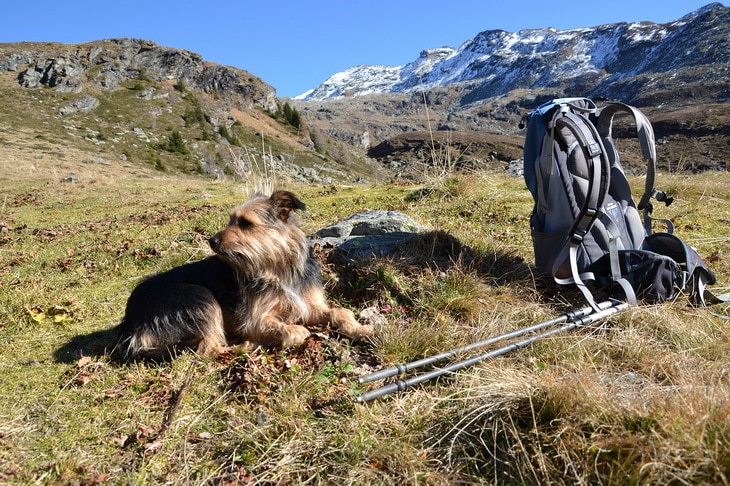 A backpack on the grass, a dog and mountains in the background