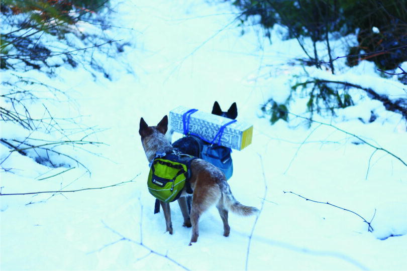 hiking-dogs-in-winter