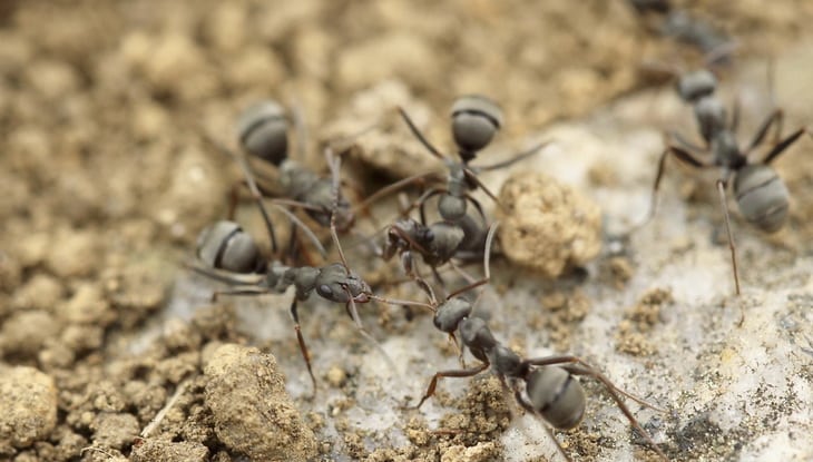 group of ants working