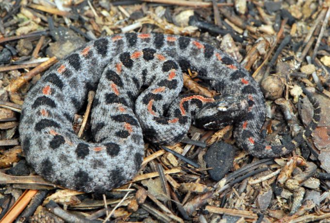 poisonous snakes hiking