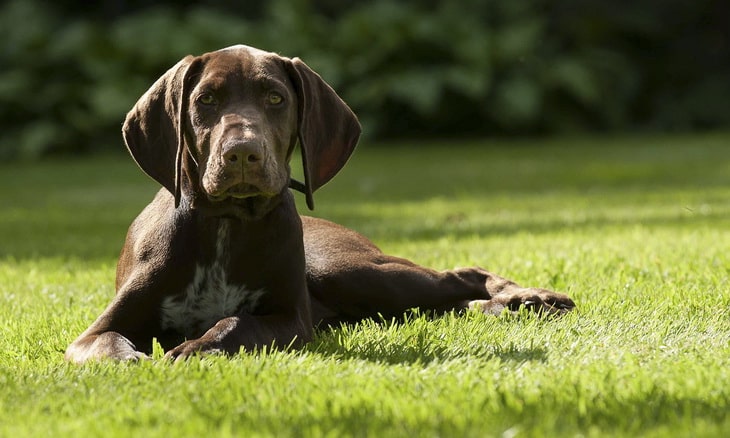 German Shorthaired Pointer puppy looking at the camera