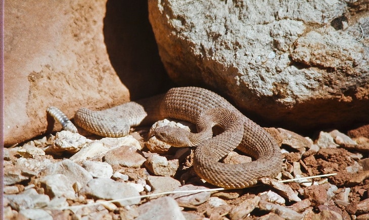 a rattlesnake moving