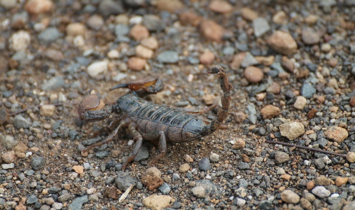 scorpion on the ground