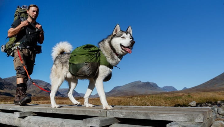Siberian Husky Dog and a Hiker