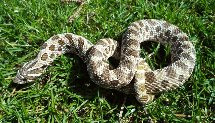 Rattlesnake on the grass