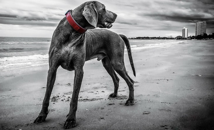 A Weimaraner dog on the beach