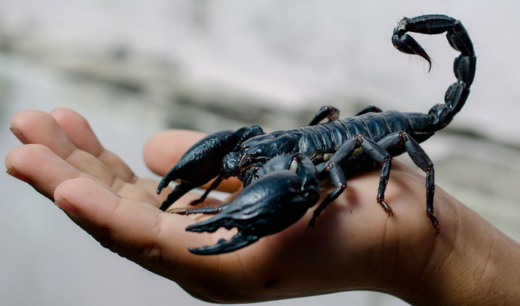 A scorpion sitting on a man's hand