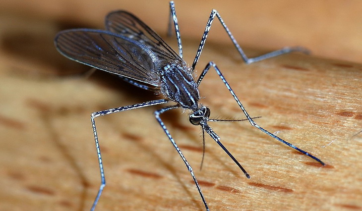 Close-up of Mosquito