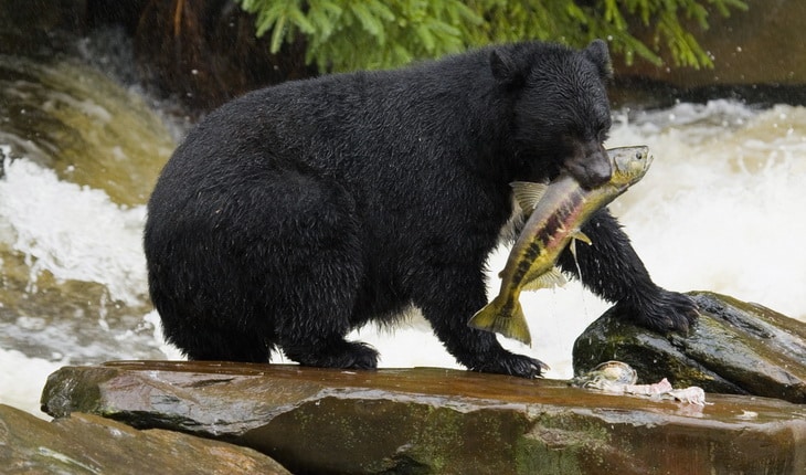 A black bear pulls a fish from a stream.
