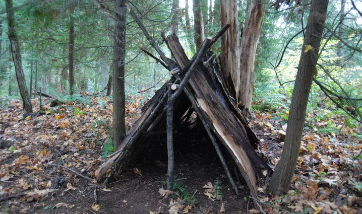 A tree shelter in the forest