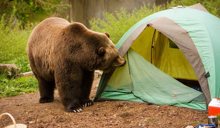 Brown Bear near a tent