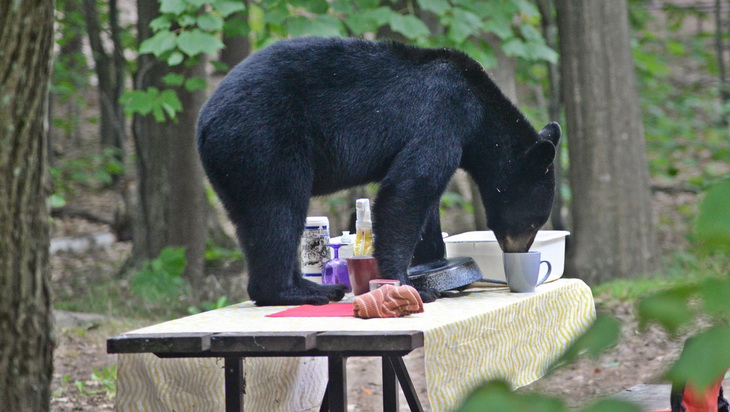 Clean dishes can attract bears