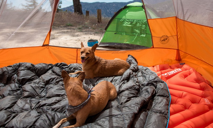 Two little dogs sitting on Klymit Static V2 Inflatable Sleeping Pads in a tent