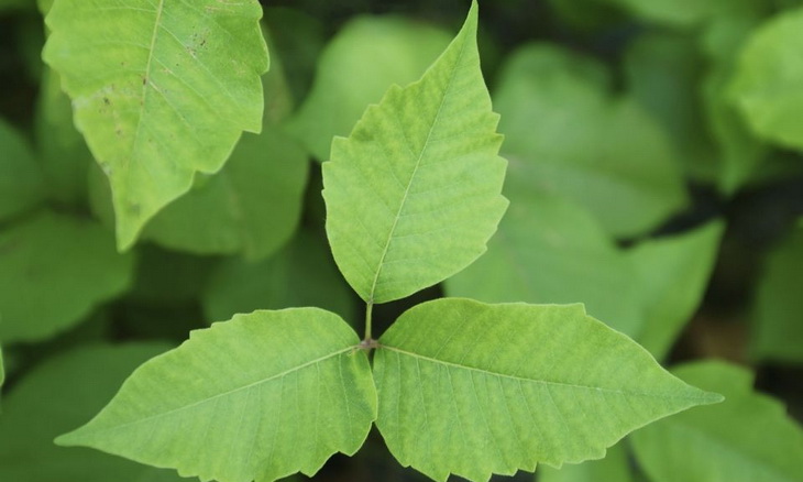 How to spot the Poison Ivy Plant