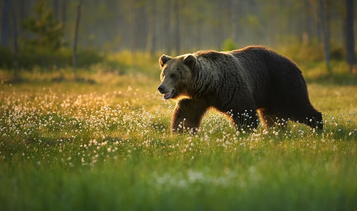Male-Brown-Bear Walking