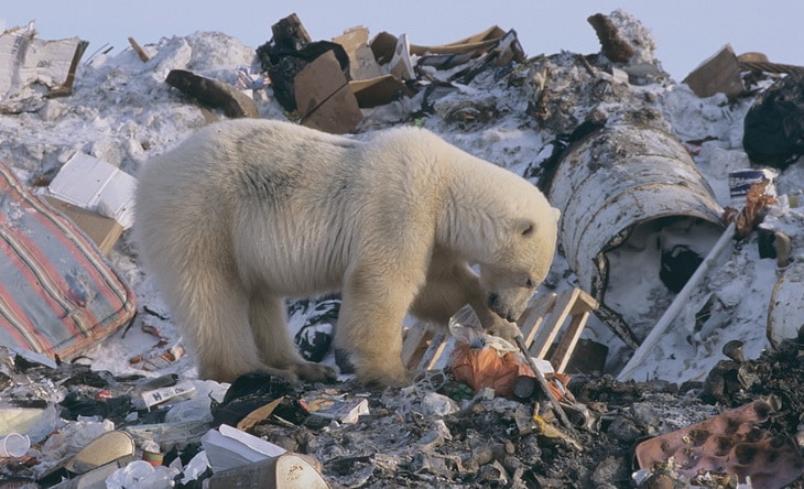 Polar bear foraging at garbage dump while food-deprived on land during the ice-free season.