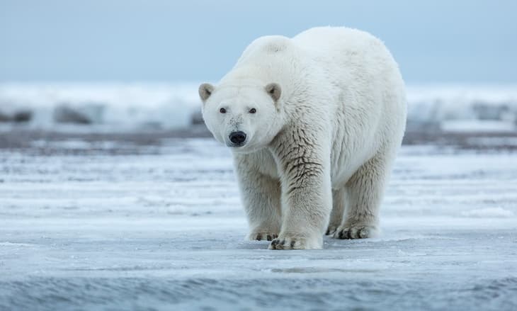 Polar-bear-standing-on-shore-ice